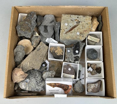 Lot 190 - MIXED COLLECTION OF DINOSAUR FOSSILS AND...