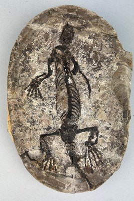 Lot 199 - A COMPLETE FOSSIL REPTILE IN A STONE, 

24cm x...