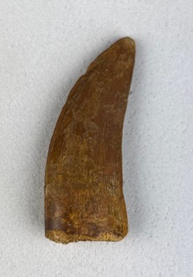 Lot 200 - AFRICAN T-REX DINOSAUR TOOTH FOSSIL...