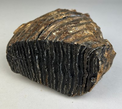 Lot 201 - A WOOLLY MAMMOTH TOOTH FOSSIL FROM...