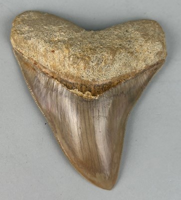 Lot 203 - A MEGALODON SHARK TOOTH FOSSIL

10cm x 8cm...