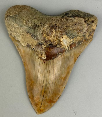 Lot 204 - A VERY LARGE MEGALODON SHARK TOOTH...