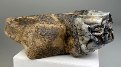 Lot 206 - JAW FOSSIL FROM AN EXTINCT HIPPO

10cm x 9cm x...