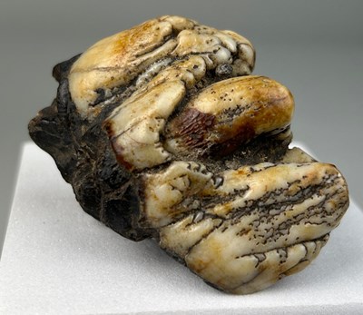 Lot 207 - HIPPOPOTAMUS TOOTH FOSSIL FROM JAVA

6cm x...