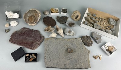 Lot 217 - A LARGE COLLECTION OF FOSSILS AND NATURAL...