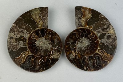 Lot 218 - A CUT AND POLISHED AMMONITE FOSSIL

10cm x 8cm...