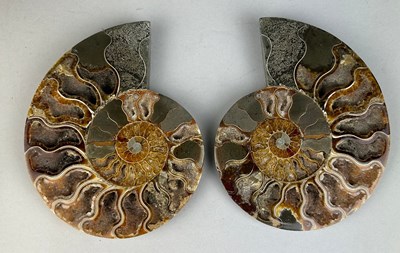 Lot 219 - A LARGE CUT AND POLISHED AMMONITE FOSSIL

15cm...