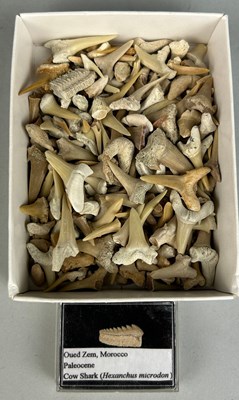 Lot 221 - EXTINCT FOSSIL SHARK TEETH

Comprises of many...