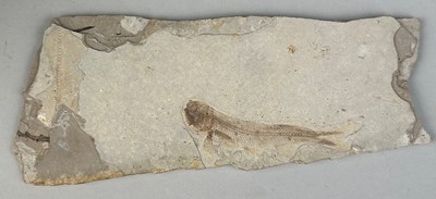 Lot 225 - A FOSSIL FISH IN LIMESTONE

18cm x 6.5cm...