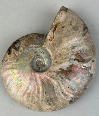 Lot 226 - AN OPALISED CLEONICERAS AMMONITE FOSSIL

10cm...