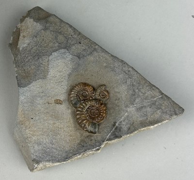 Lot 227 - TRIO OF AMMONITES FROM LYME REGIS

10cm x 7cm...