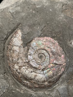 Lot 229 - AN IRIDESCENT AMMONITE FOSSIL FROM...