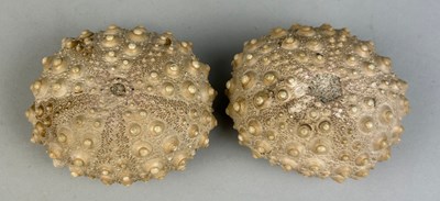 Lot 230 - A PAIR OF FOSSIL SEA URCHINS,

6cm x 5cm x 3cm...