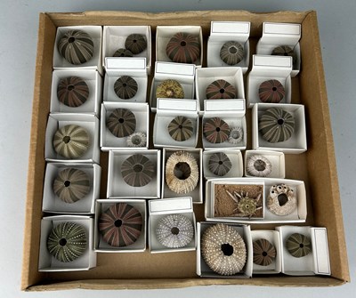 Lot 231 - A COLLECTION OF DEEP WATER SEA URCHINS

Old...