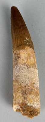 Lot 234 - A SPINOSAURUS DINOSAUR TOOTH FOSSIL,

9cm L

A...