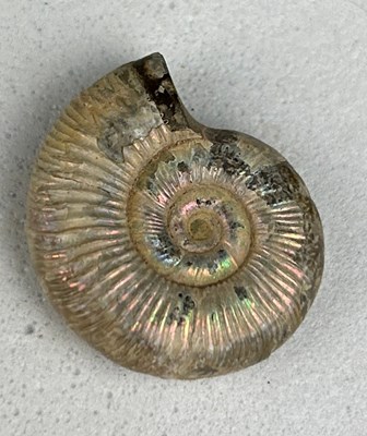 Lot 236 - A HIGHLY IRIDESCENT OPALISED AMMONITE...