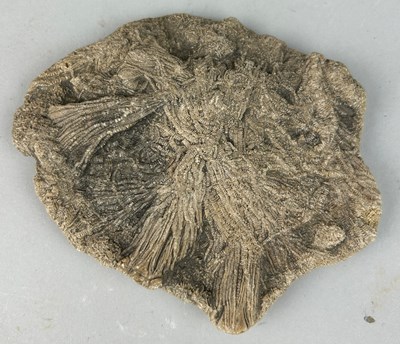 Lot 237 - A FOSSIL SEA LILY CRINOID FROM LYME...