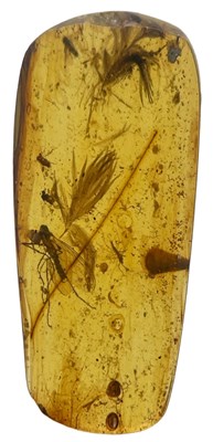 Lot 241 - A VERY RARE DOUBLE DINOSAUR FEATHER FOSSIL IN...