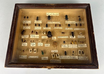 Lot 249 - A COLLECTION OF ENTOMOLOGICAL 'LOCAL...