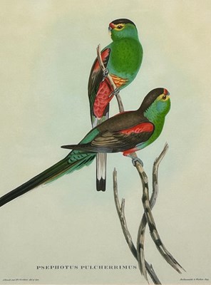 Lot 431 - A PAIR OF COLOURED BIRD ENGRAVINGS AFTER JOHN...