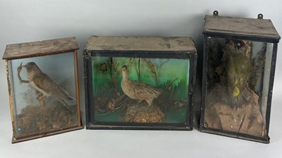 Lot 52 - A GROUP OF THREE ANTIQUE TAXIDERMY CASED BIRDS...