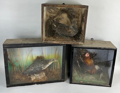 Lot 53 - A GROUP OF THREE ANTIQUE TAXIDERMY CASED BIRDS...