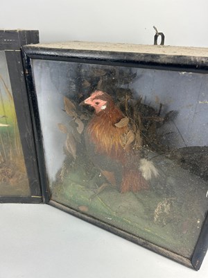 Lot 53 - A GROUP OF THREE ANTIQUE TAXIDERMY CASED BIRDS...