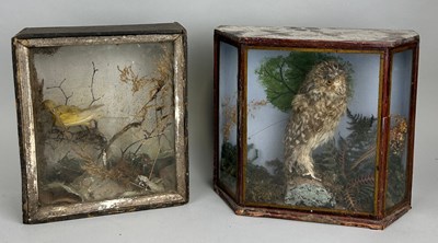 Lot 54 - AN ANTIQUE CASED CANARY AND A CASED OWL (2)