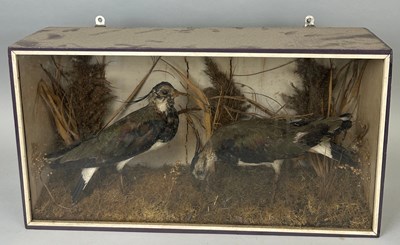 Lot 55 - AN ANTIQUE TAXIDERMY CASE OF TWO BIRDS, 

57cm...