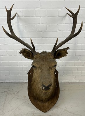 Lot 56 - AN ANTIQUE TAXIDERMY HEAD OF A DEER ON...