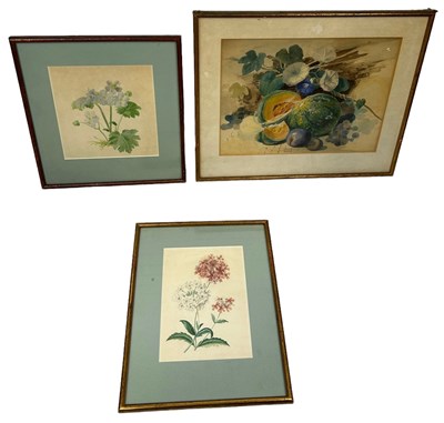 Lot 195 - BOTANICAL WATERCOLOURS / PRINTS TO INCLUDE TWO...