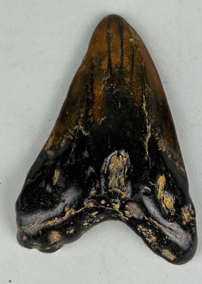 Lot 333 - A PREHISTORIC SHARK TOOTH, 

9.5cm L

Old...