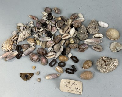 Lot 477 - A COLLECTION OF SHELLS FROM OCEAN ISLAND WITH HAND WRITTEN LABEL DATED JUNE 10TH 1834