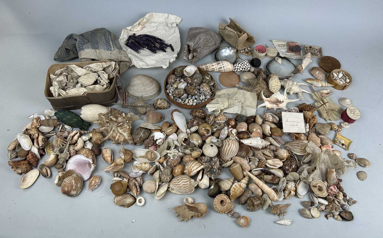 Lot 478 - A LARGE COLLECTION OF SHELLS COLLECTED BY