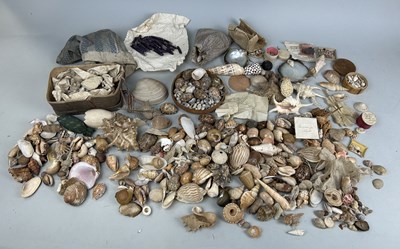 Lot 478 - A LARGE COLLECTION OF SHELLS COLLECTED BY CAPTAIN JAMES MUDDLE CIRCA 1830'S-40'S