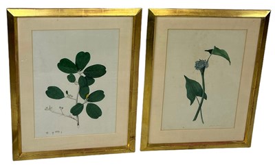 Lot 436 - A PAIR OF ANTIQUE BOTANICAL STUDIES,...