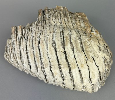 Lot 522 - A WOOLLY MAMMOTH TOOTH FROM CAMBRIDGESHIRE,...