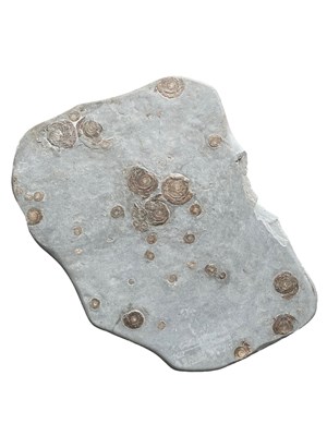 Lot 522A - A VERY LARGE ENGLISH AMMONITE FOSSIL PLATE,...