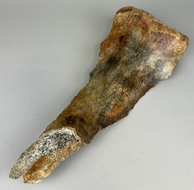 Lot 525 - A LARGE WOOLLY MAMMOTH SHOULDER BONE, 

51cm...