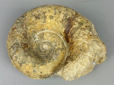 Lot 526 - A LARGE ENGLISH AMMONITE FOSSIL LYTOCERAS, 

A...