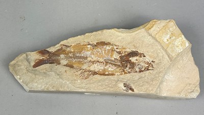 Lot 528 - A FOSSIL FISH IN LIMESTONE, 

A fine, complete...