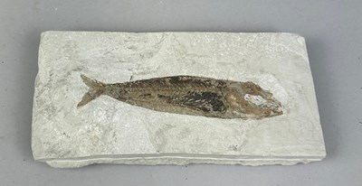 Lot 529 - A FOSSIL FISH IN LIMESTONE, 

A fine, complete...