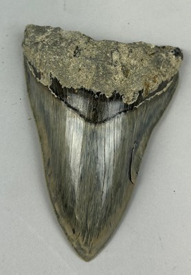 Lot 532 - A MEGALODON SHARK TOOTH FOSSIL, 

Tooth from...