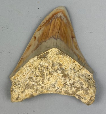 Lot 533 - A MEGALODON SHARK TOOTH FOSSIL, 

Tooth from...