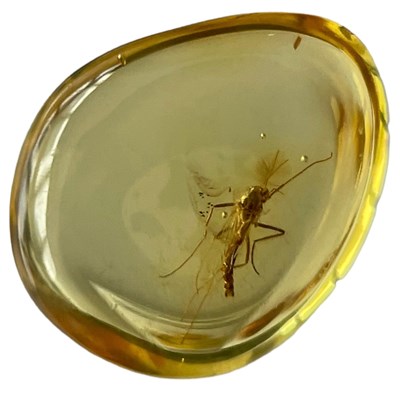 Lot 554 - A FOSSIL FLY IN BALTIC AMBER

A highly...