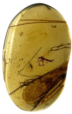 Lot 559 - A SCORPION FLY FOSSIL IN DINOSAUR AGED BURMESE...