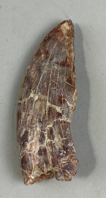 Lot 403 - AN AFRICAN T-REX DINOSAUR TOOTH...