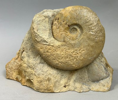 Lot 405 - A JURASSIC AMMONITE FOSSIL FROM DORSET,

From...