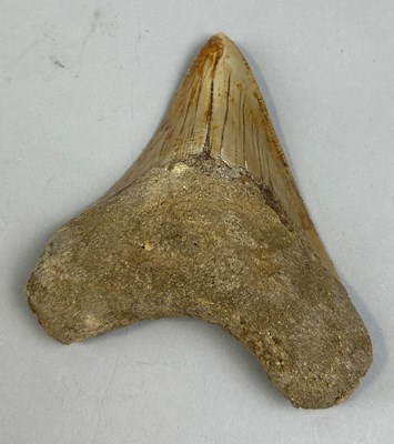 Lot 406 - A MEGALODON SHARK TOOTH FOSSIL,

Tooth from...