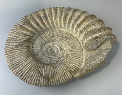 Lot 416 - INTERIOR DESIGN: A LARGE NATURAL FOSSIL...